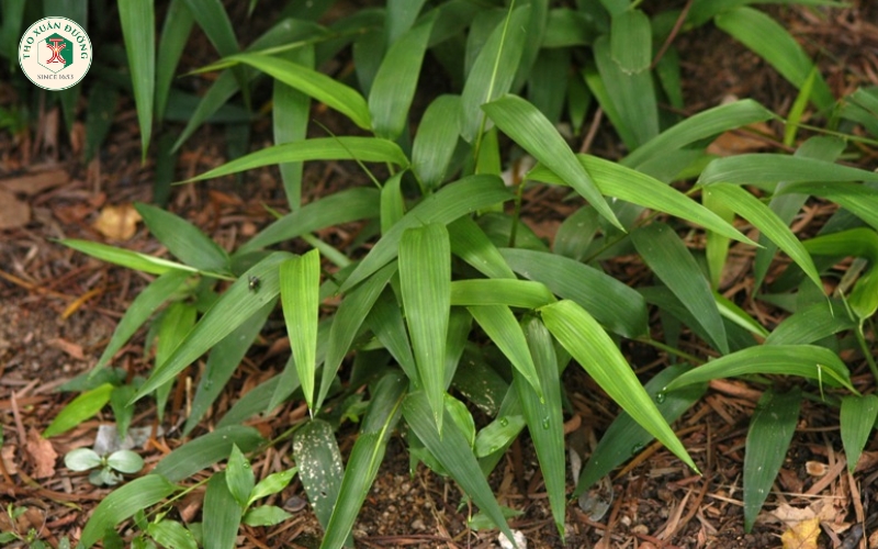 Đạm trúc diệp trong y học cổ truyền