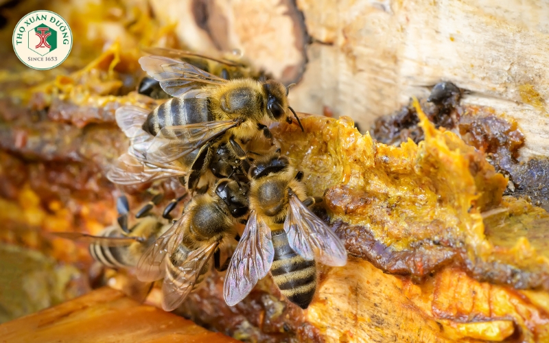 Keo ong có lợi cho khả năng miễn dịch trong cuộc chiến chống lại bệnh tật