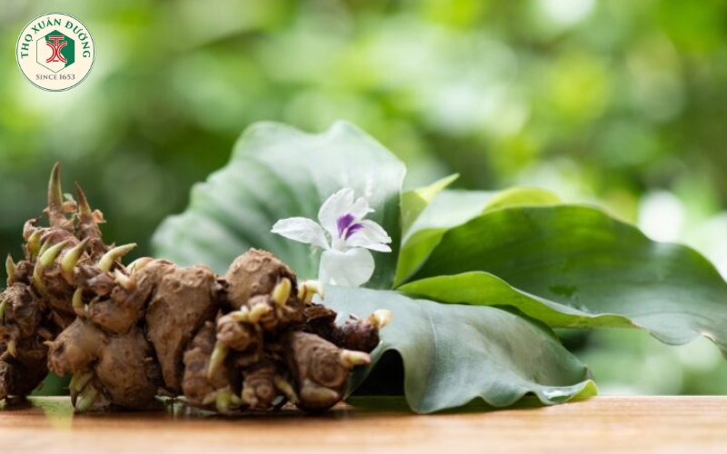 Khám phá công dụng kì diệu của vị thuốc địa liền trong đông y