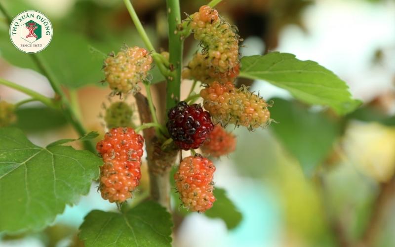 Dâu tằm và những tác dụng tuyệt vời